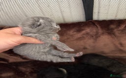 British Shorthair cats for sale: Pure British shorthair  - Image 15