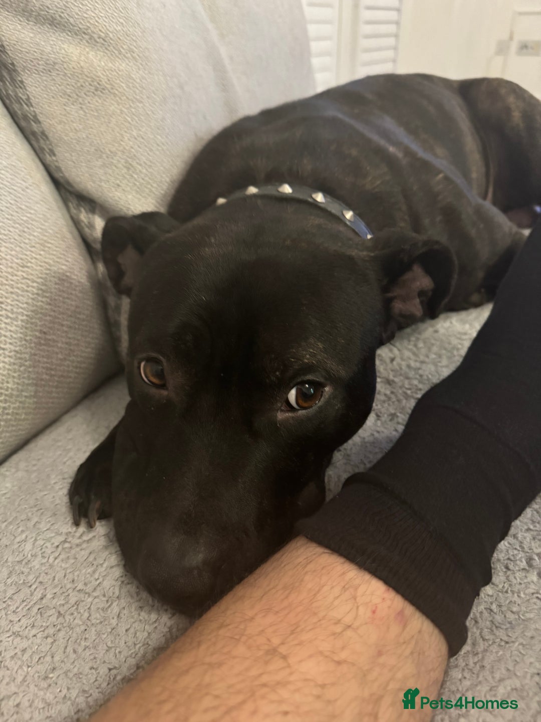 Staffordshire Bull Terrier dogs for sale: Energetic & Loving 6-Year-Old Staffordshire  - Image 3