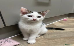 Mixed Breed cats for sale: 2 kittens for sale  - Image 3