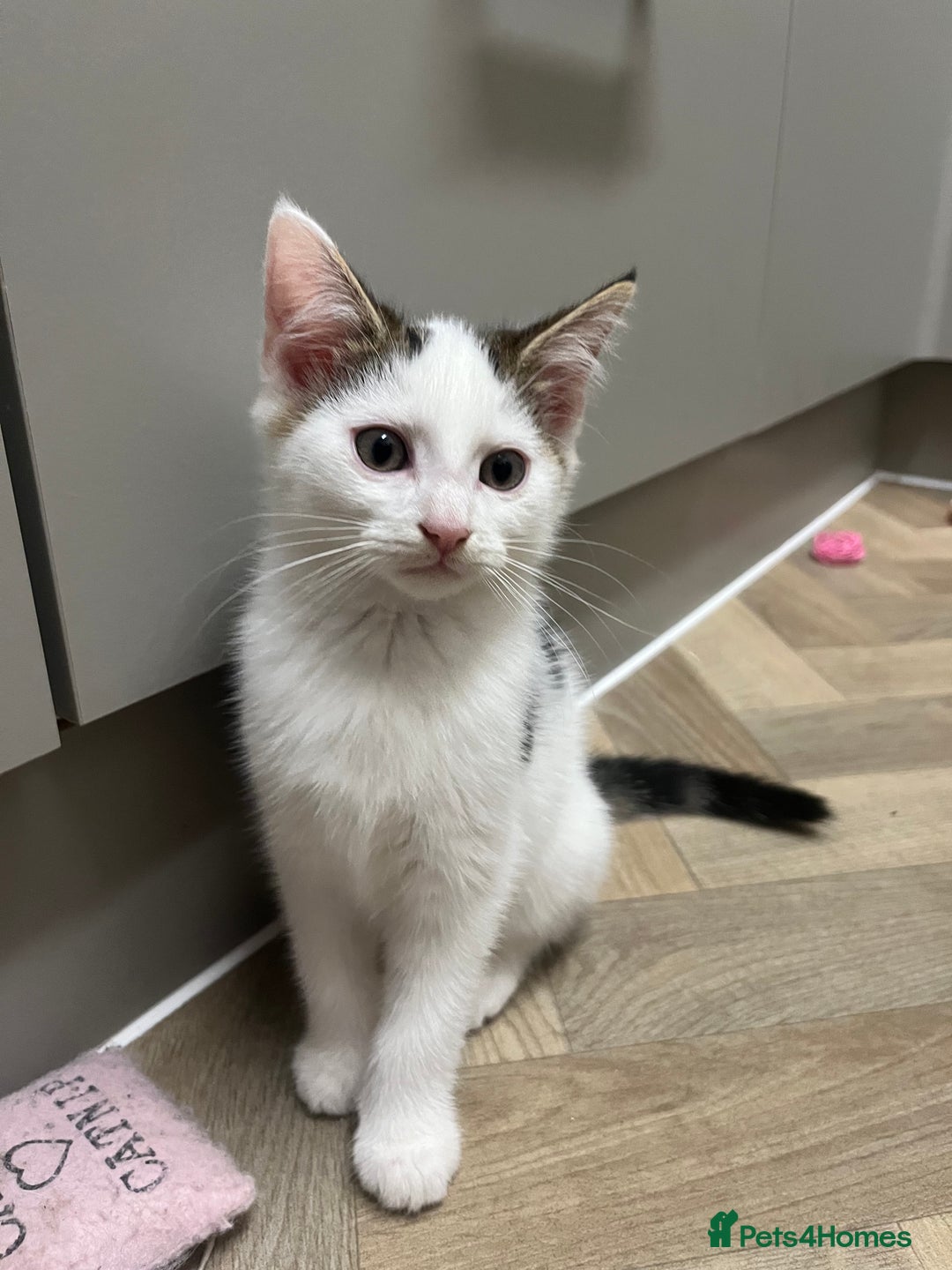 Mixed Breed cats for sale: 2 kittens for sale  - Image 3