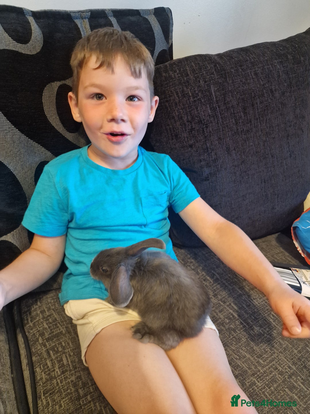 Mixed Breed rabbits for sale: 2 boy rabbits.  - Image 6