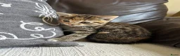 Mixed Breed cats for sale: Beautiful Kittens - Advert 18