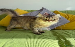 British Longhair cats for sale: British Longhair Cat - Image 5