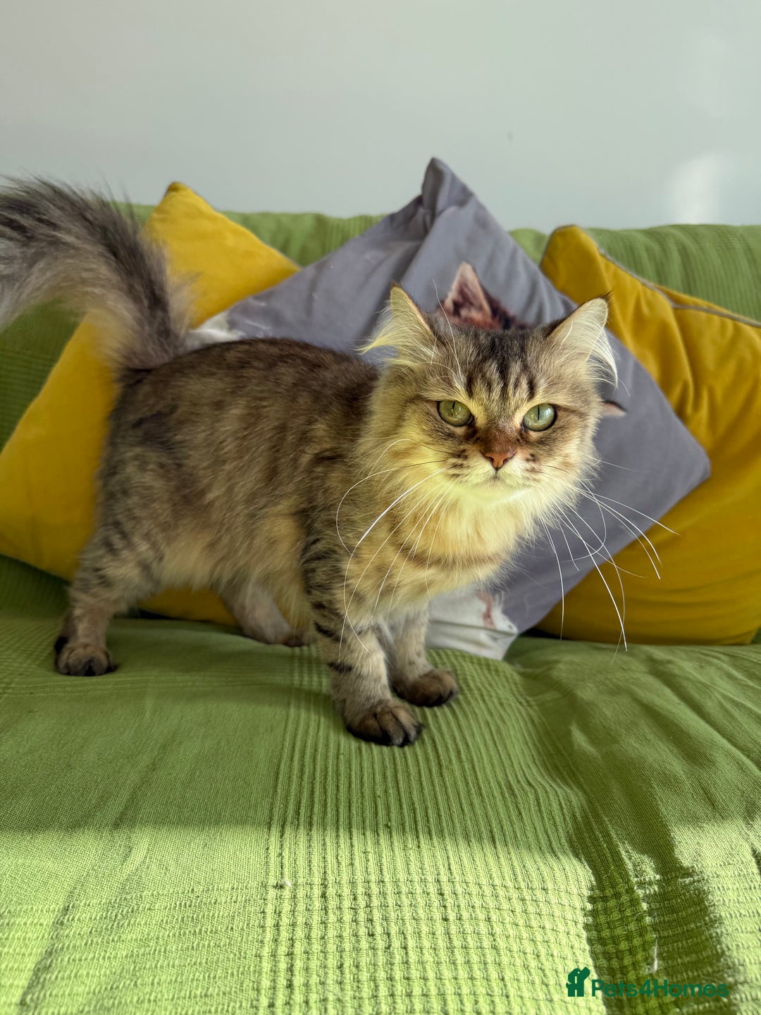 British Longhair cats for sale: British Longhair Cat - Image 5