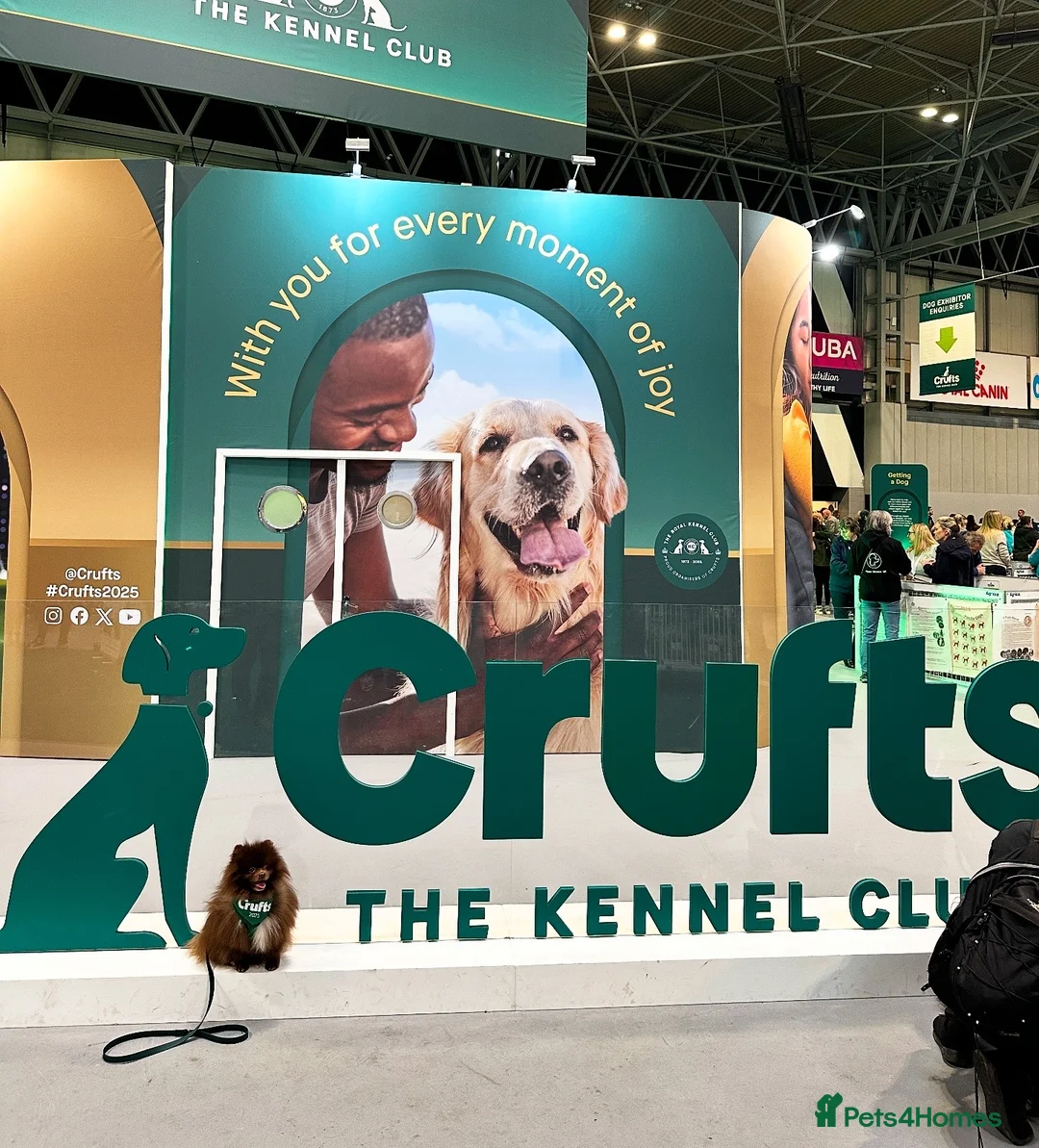 Pomeranian dogs for stud: Proven Chocolate KC in Runcorn - Advert 5