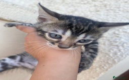 Bengal cats for sale: Silver and Brown Pedigree Bengal Kittens For Sale  - Image 13