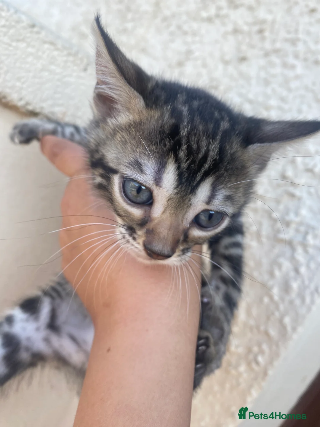 Bengal cats for sale: Silver and Brown Pedigree Bengal Kittens For Sale  - Advert 13