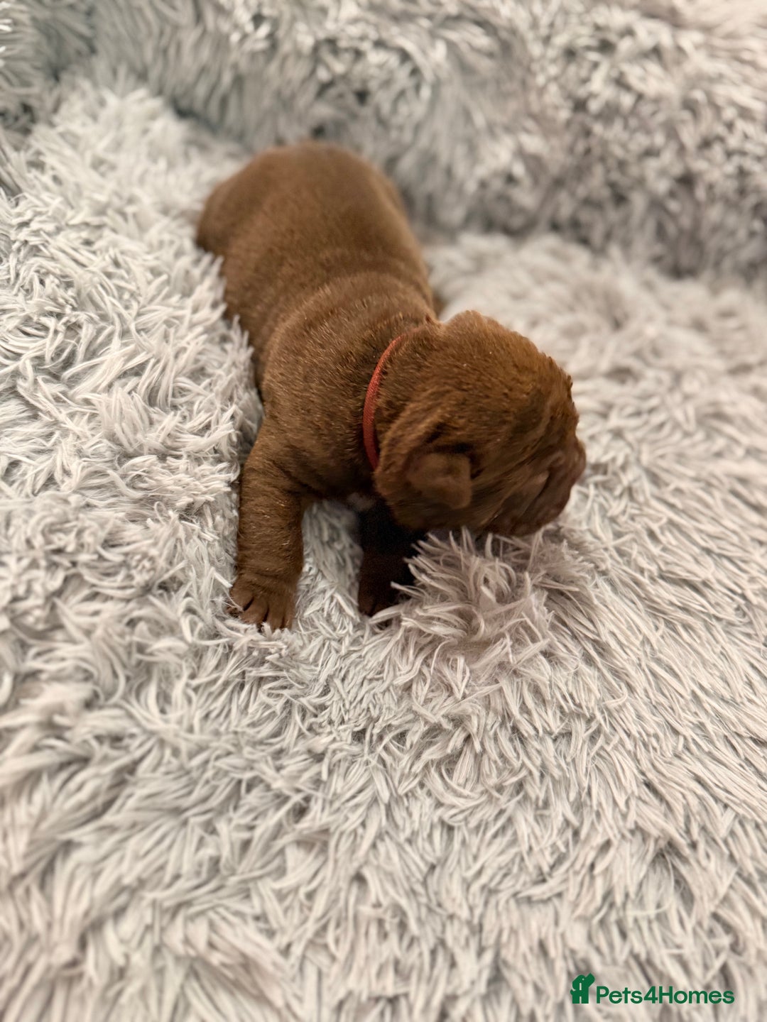 Mixed Breed dogs for sale: Gawjuss Bullpei Puppies 🐶 - Advert 31