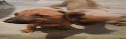 Rhodesian Ridgeback dogs for sale: 🦁RHODESIAN RIDGEBACKS PUPPIES🦁  - Advert 11