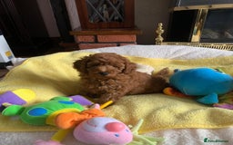 Toy Poodle dogs for sale: One of a kind deep red toy poodle boy - Image 10