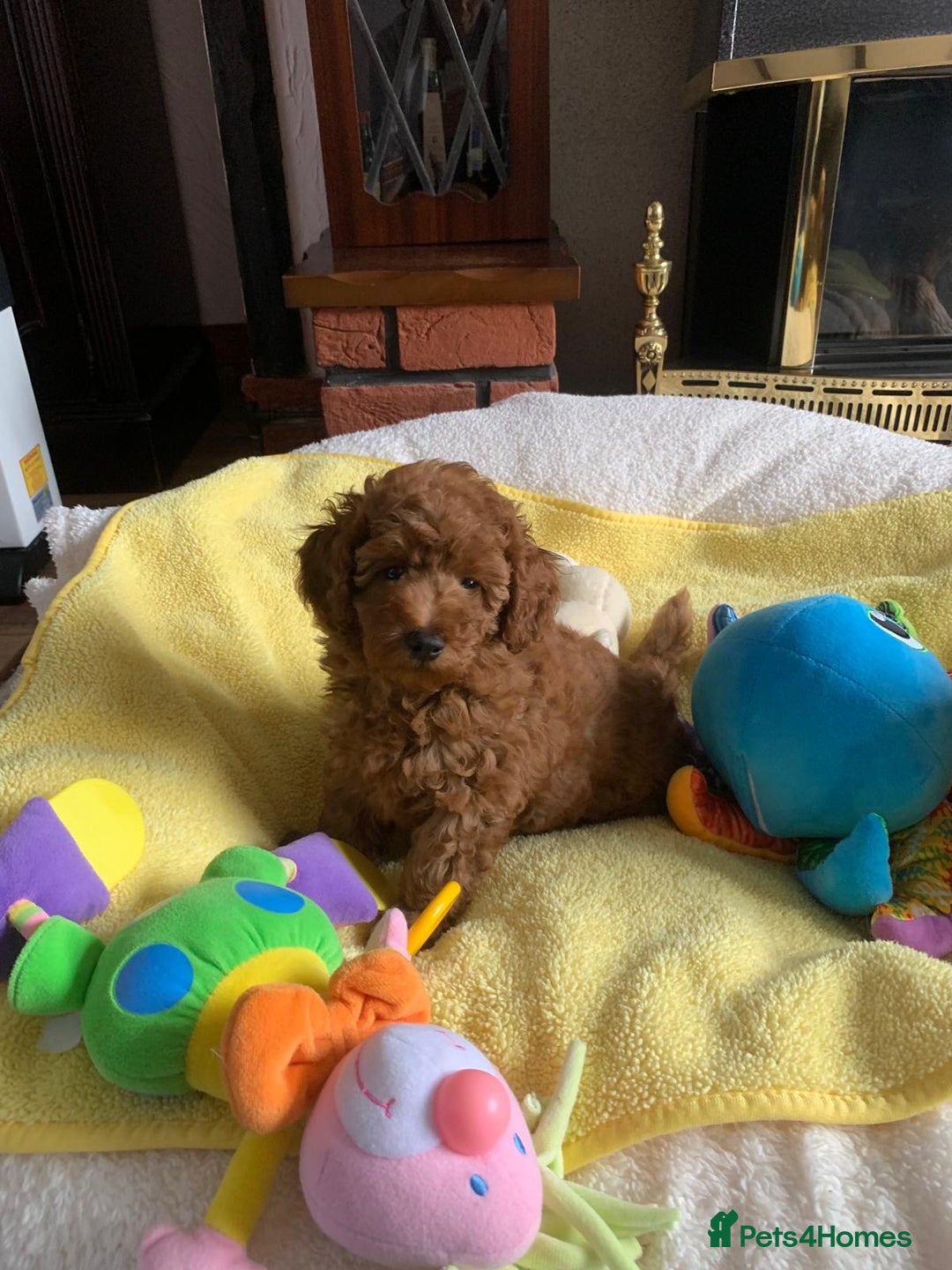 Toy Poodle dogs for sale: One of a kind deep red toy poodle boy - Image 10
