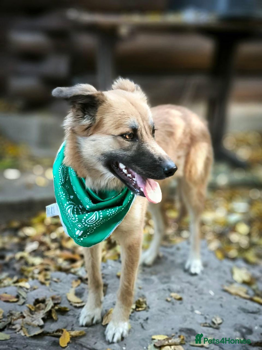 Mixed Breed dogs for adoption: 🐶💖 SOFIE 💖🐶 - Advert 19