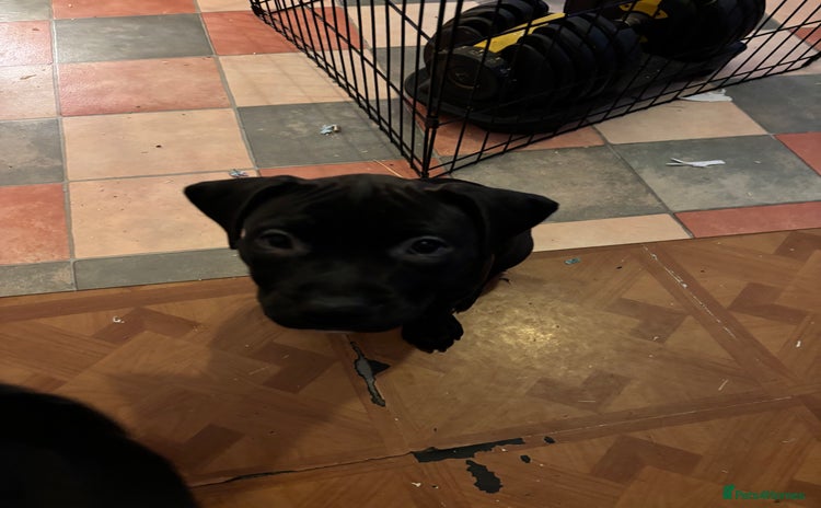 Staffordshire Bull Terrier dogs in Harrow - Advert 2