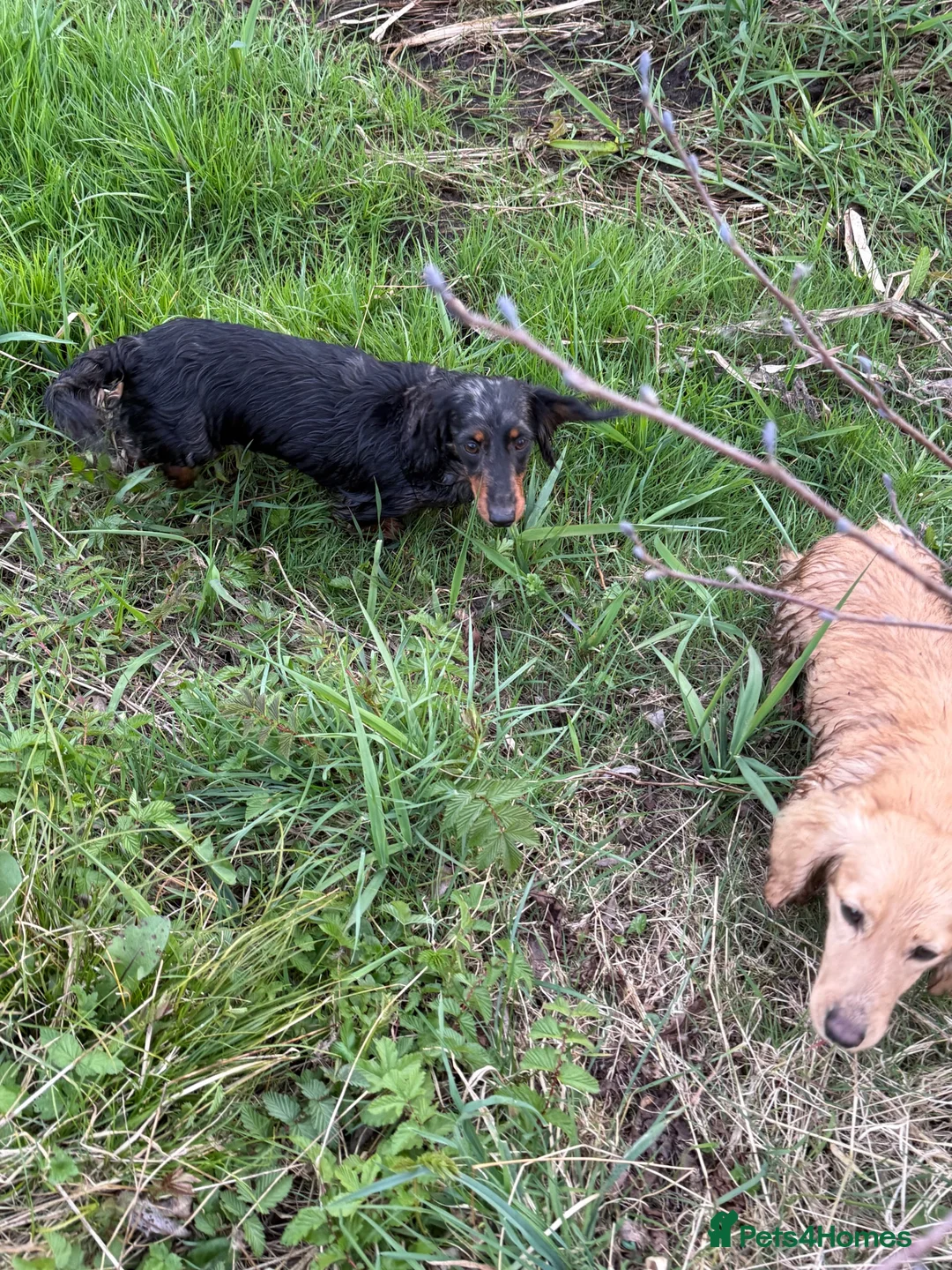 Miniature Dachshund dogs for sale: Miniature Dachshund long haired (KC REG) - Advert 1