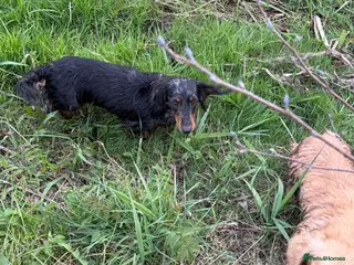 Miniature Dachshund dogs Miniature Dachshund long haired (KC REG) - Advert 6