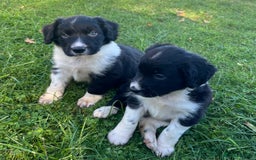 Mixed Breed dogs for sale: ⚫️ Well-natured, healthy Sprollies ⚪️ - Image 1
