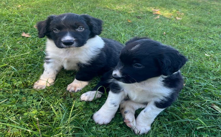 Mixed Breed dogs - Advert 3