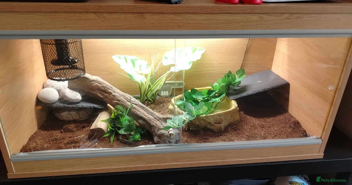Lesser Spider Python Lesser spider royal python and vivarium for sale in Bradford | Pets4Homes