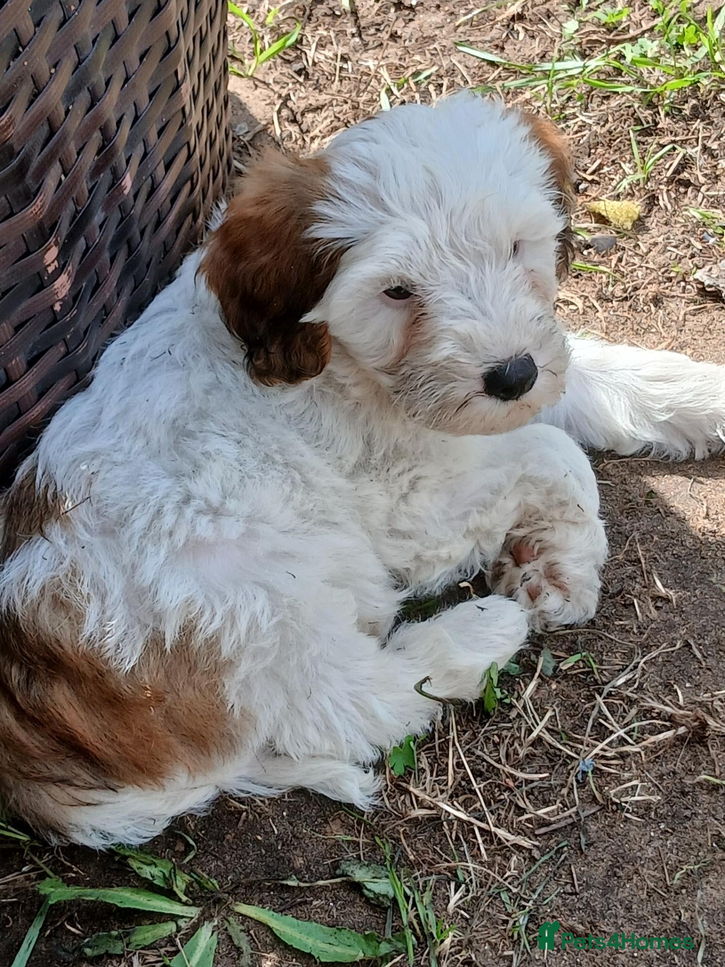 Mixed Breed dogs King Schnoodle Puppies ( Cavapoo/ Mini Schnauzer) - Advert 2