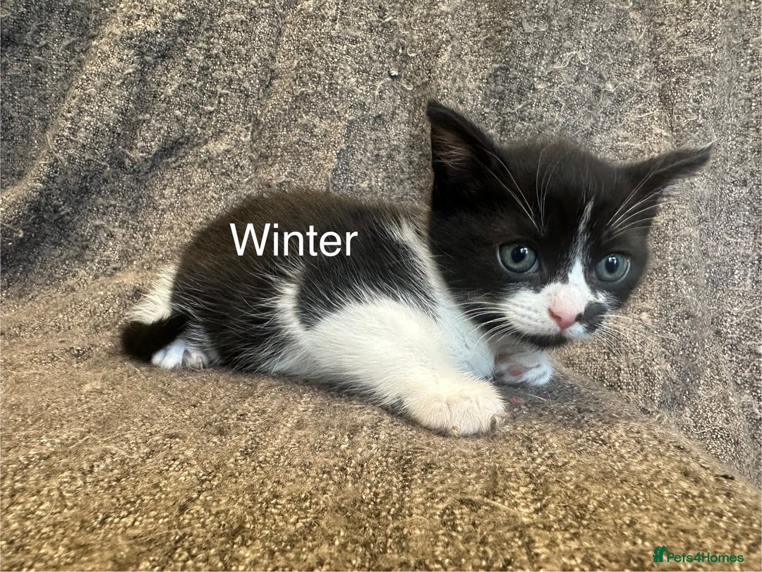 Mixed Breed cats for sale: 4 kittens for sale - Advert 6