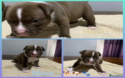 American Bully dogs for sale: Pocket American Bully Puppies - Image 4