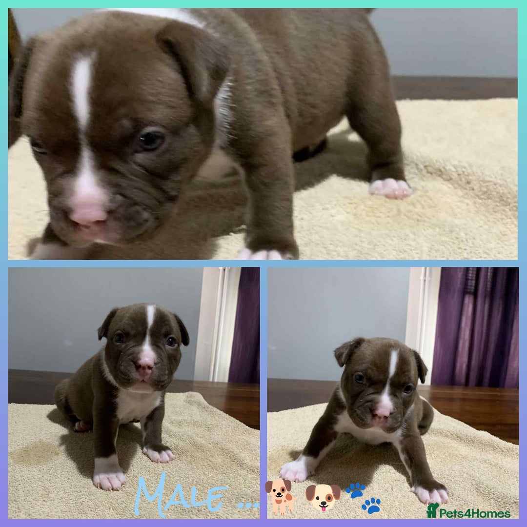American Bully dogs for sale: Pocket American Bully Puppies - Image 4
