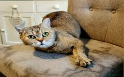 British Shorthair cats for sale: Active tica registered golden shaded girl  - Image 5