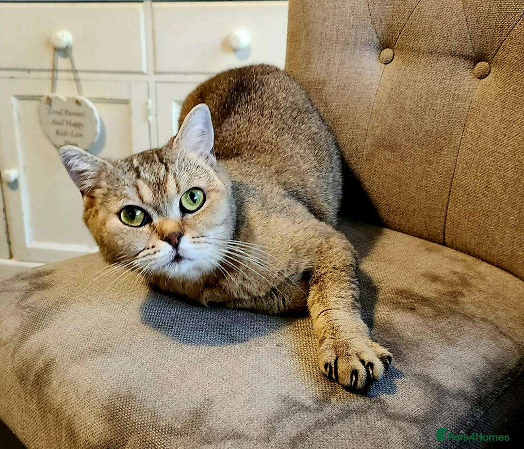 British Shorthair cats for sale: Active tica registered golden shaded girl  - Image 5