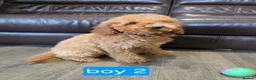 Cavapoo dogs for sale: Adorable F1B Cavapoo puppies for sale  - Advert 27