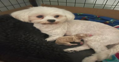 Maltipoo dogs - Advert 1