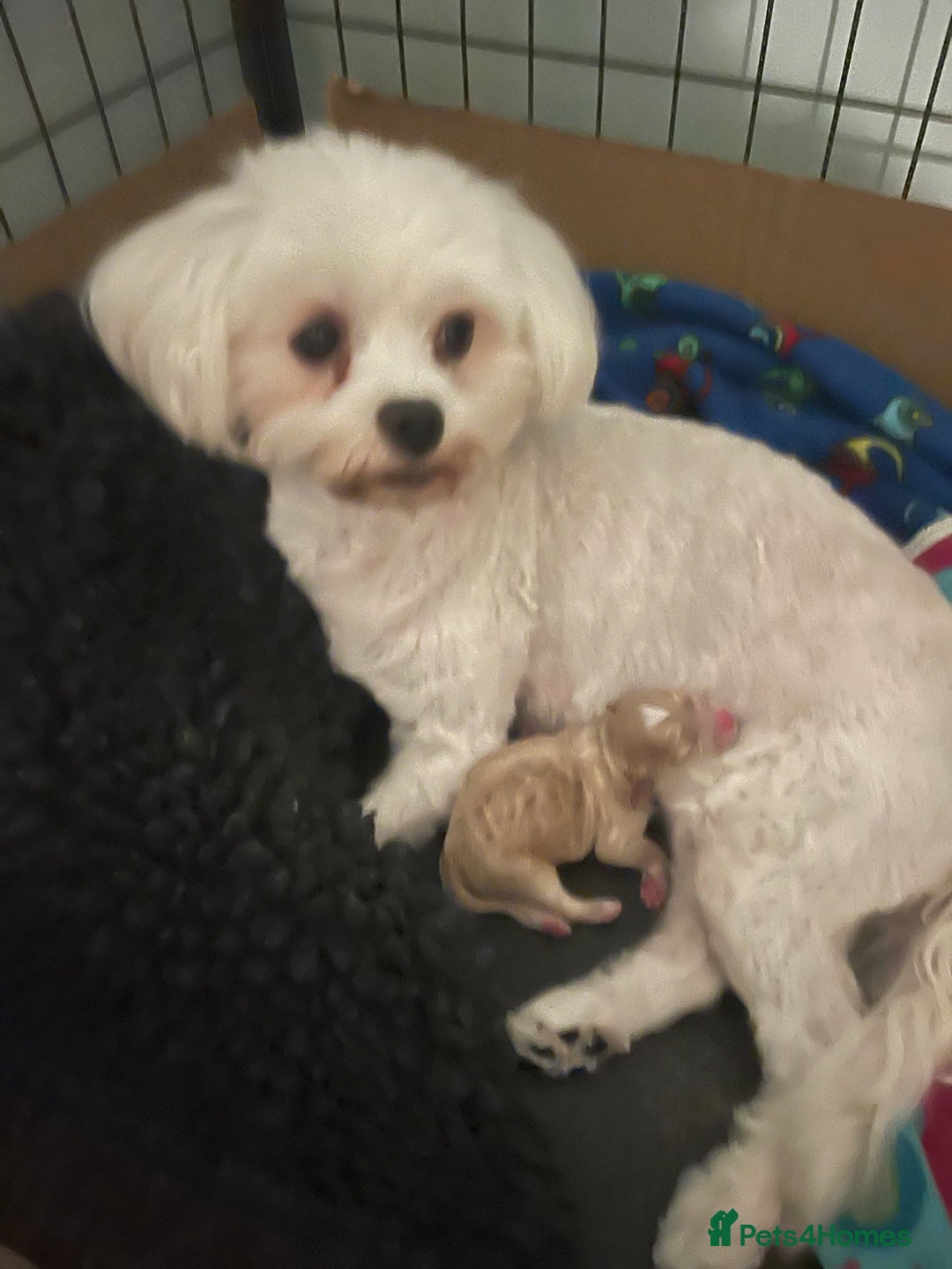 Maltipoo dogs for sale: Gorgeous 5 week old red/caramel Maltipoo girl - Image 3