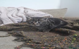 Mixed Breed cats for sale: Playful & cuddly Tabby-Bengal-Mix Kittens £200 - Image 30
