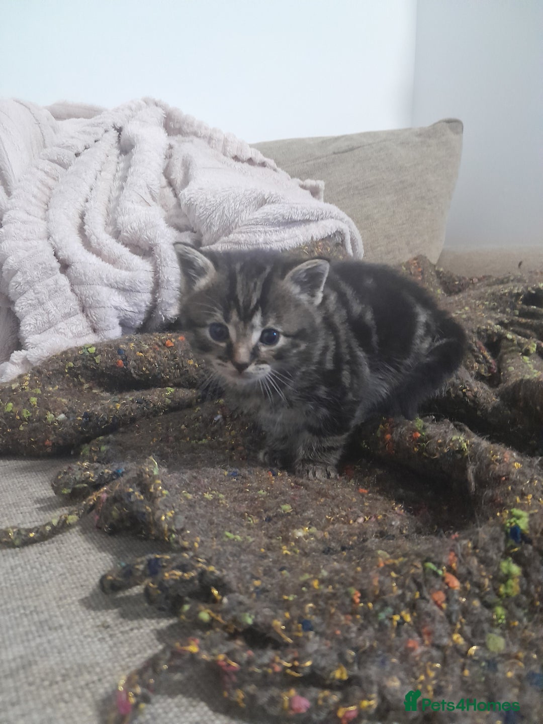 Mixed Breed cats for sale: Playful & cuddly Tabby-Bengal-Mix Kittens £200 - Image 30
