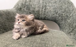 British Longhair cats for sale: 3/4 British longhair kittens - Image 11