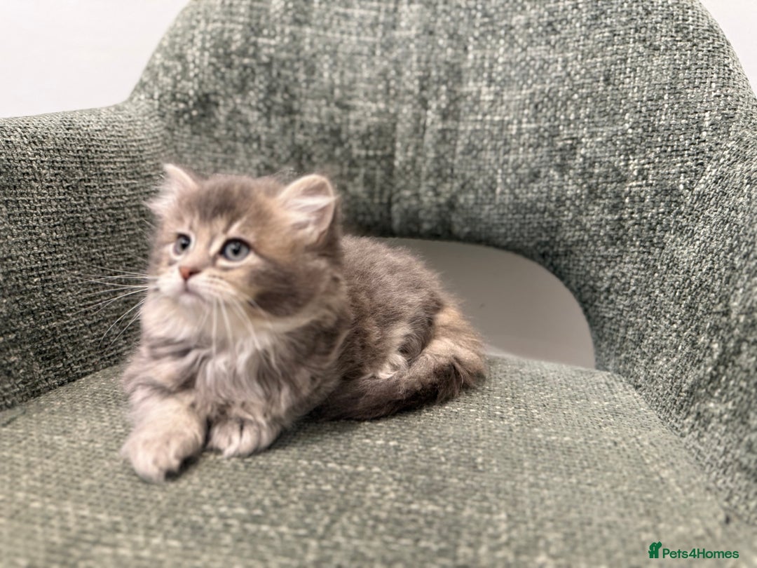 British Longhair cats for sale: 3/4 British longhair kittens - Image 11