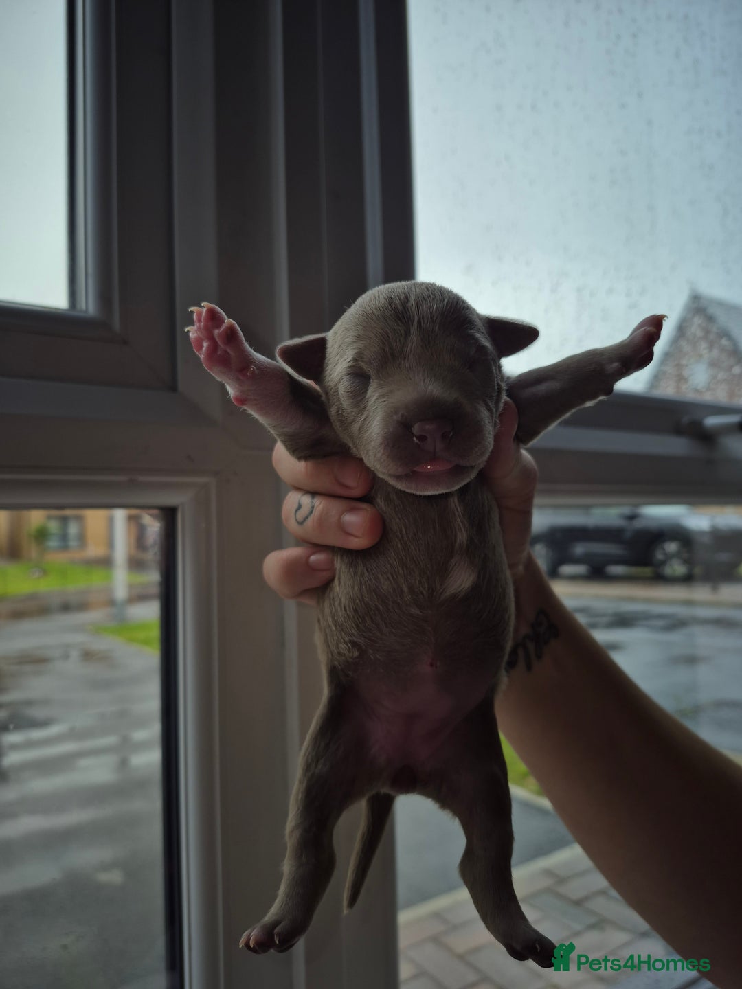 Mixed Breed dogs for sale: Red nose pittie cross cane corso cross blue staffy - Image 5