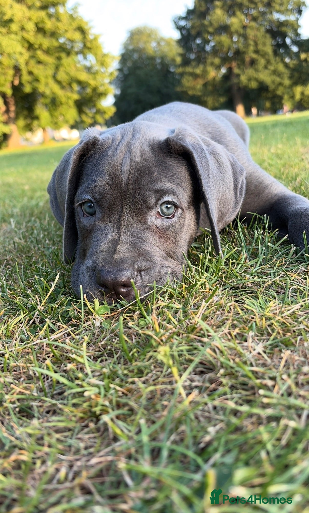 Cane Corso dogs Shadow  - Advert 4