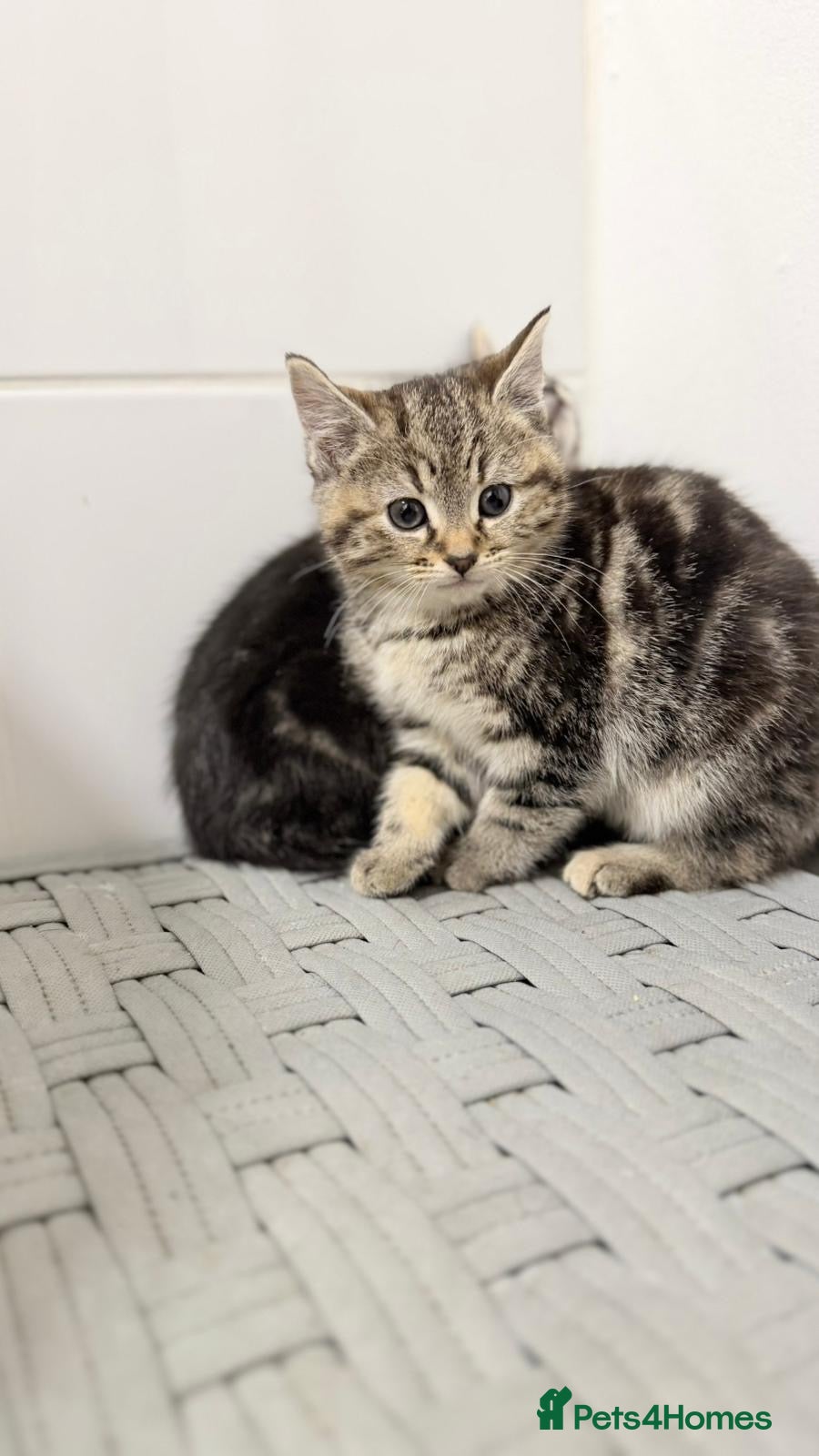 Mixed Breed cats British shorthaired x Ragdoll - Advert 13