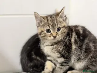 Mixed Breed cats British shorthaired x Ragdoll - Advert 5
