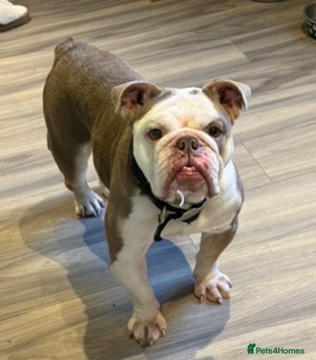 English Bulldog dogs Beautiful Bulldog Girl - Advert 3