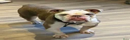 English Bulldog dogs for sale: Beautiful Bulldog Girl - Advert 1