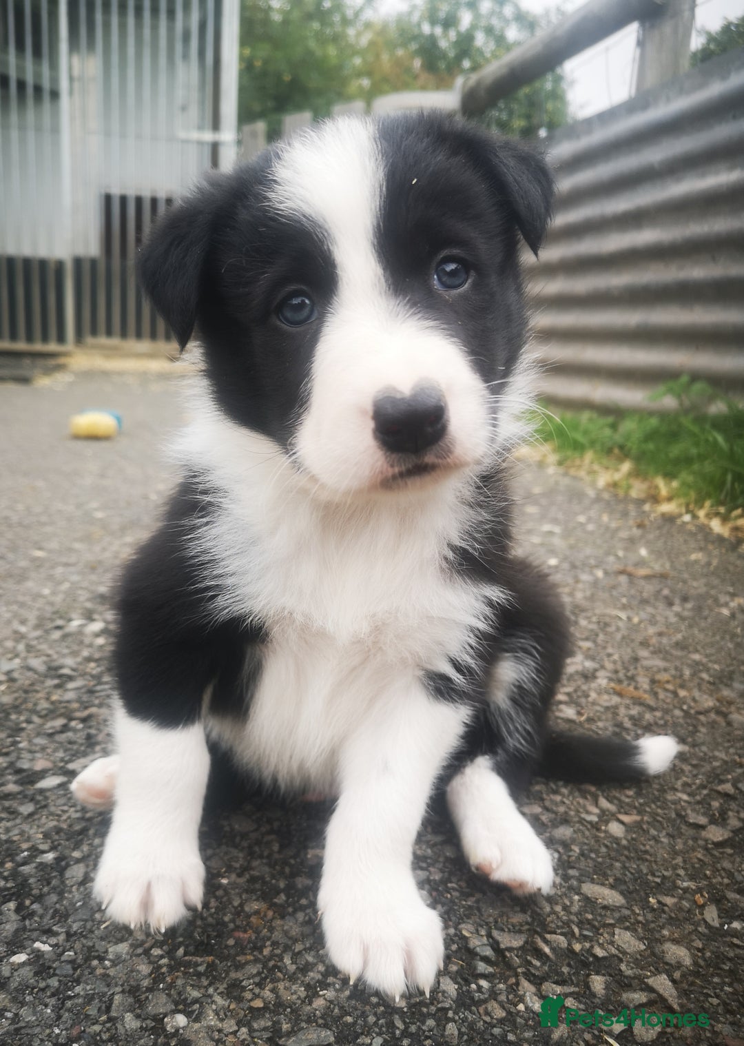 Border Collie dogs for sale: Beautiful Fluffy collie pups for sale  - Image 4