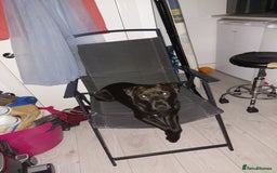 Patterdale Terrier dogs for sale: Patterdale pups - Image 25