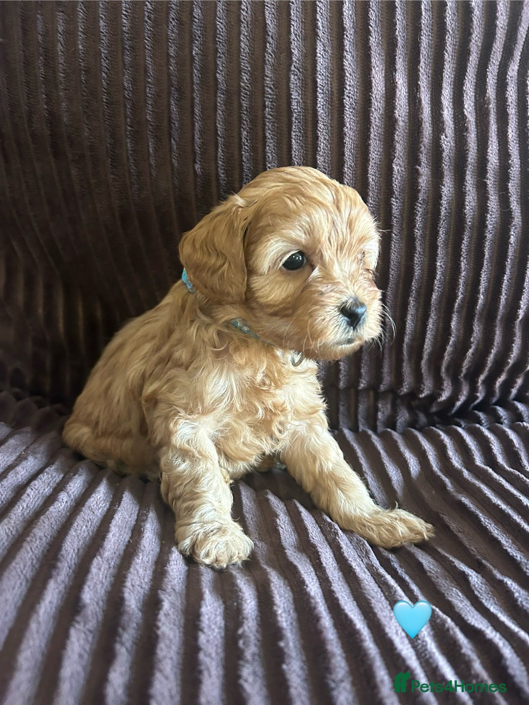 Cavapoo dogs for sale: Toy cavapoo  - Advert 22