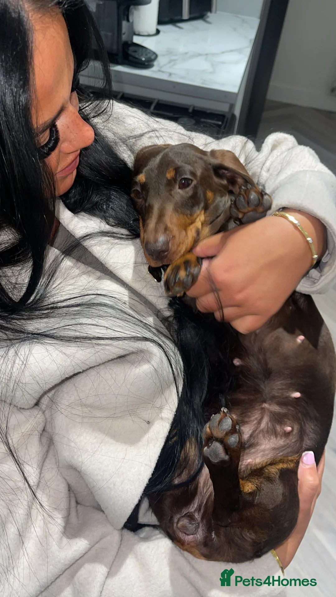 Miniature Dachshund dogs for sale: Miniature Dachshund Girl - 2 Years Old - Advert 2