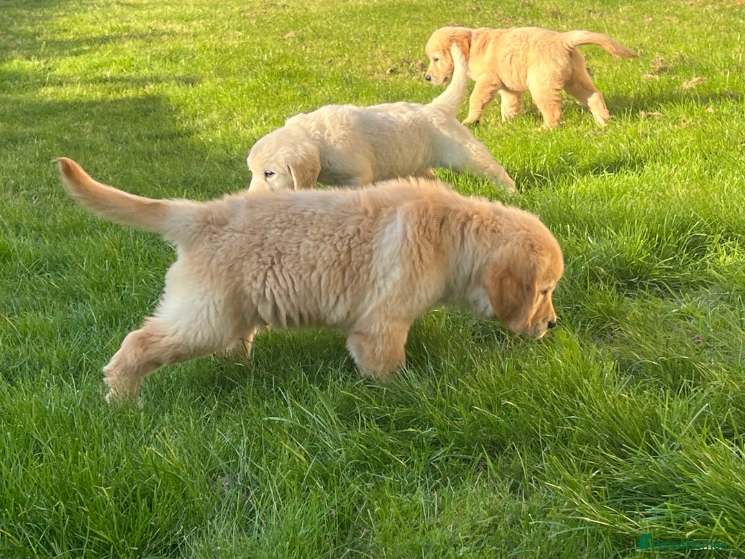 Golden Retriever dogs for sale: Teddy Bear Goldies - Image 28