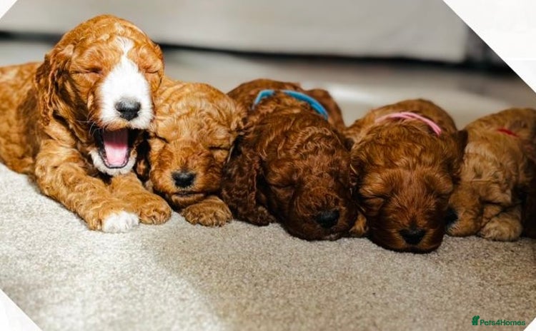 Cockapoo dogs - Advert 4