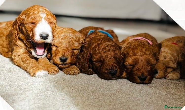 Cockapoo puppies for sale in England | Pets4Homes