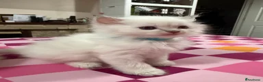 Ragdoll 1 - Sauvignon (Blue)
