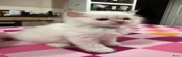 Ragdoll cats for sale: 2 Female Ragdoll Kittens available  - Advert 10